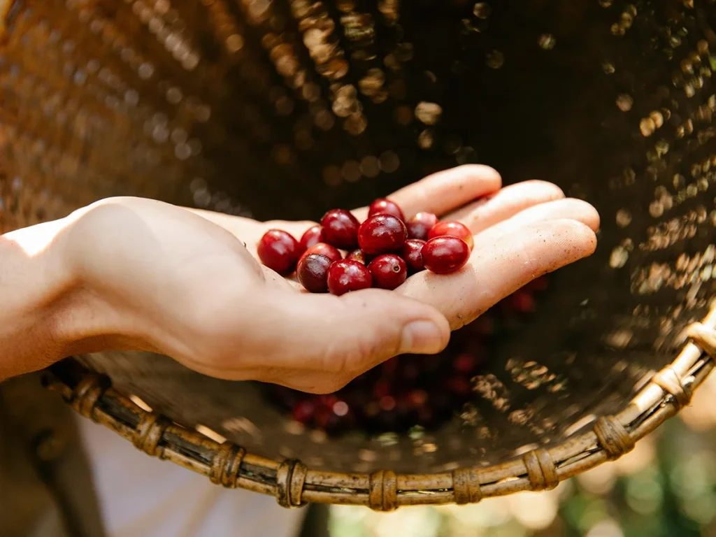 Coffee Farmer Accounting